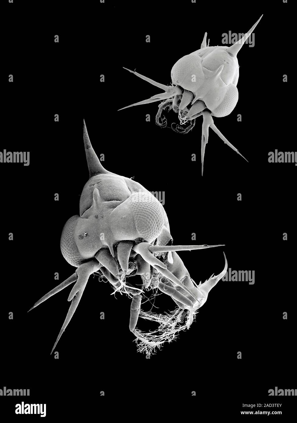 Zoeae Crab larvae. Scanning electron micrograph (SEM) of free-swimming crab ...