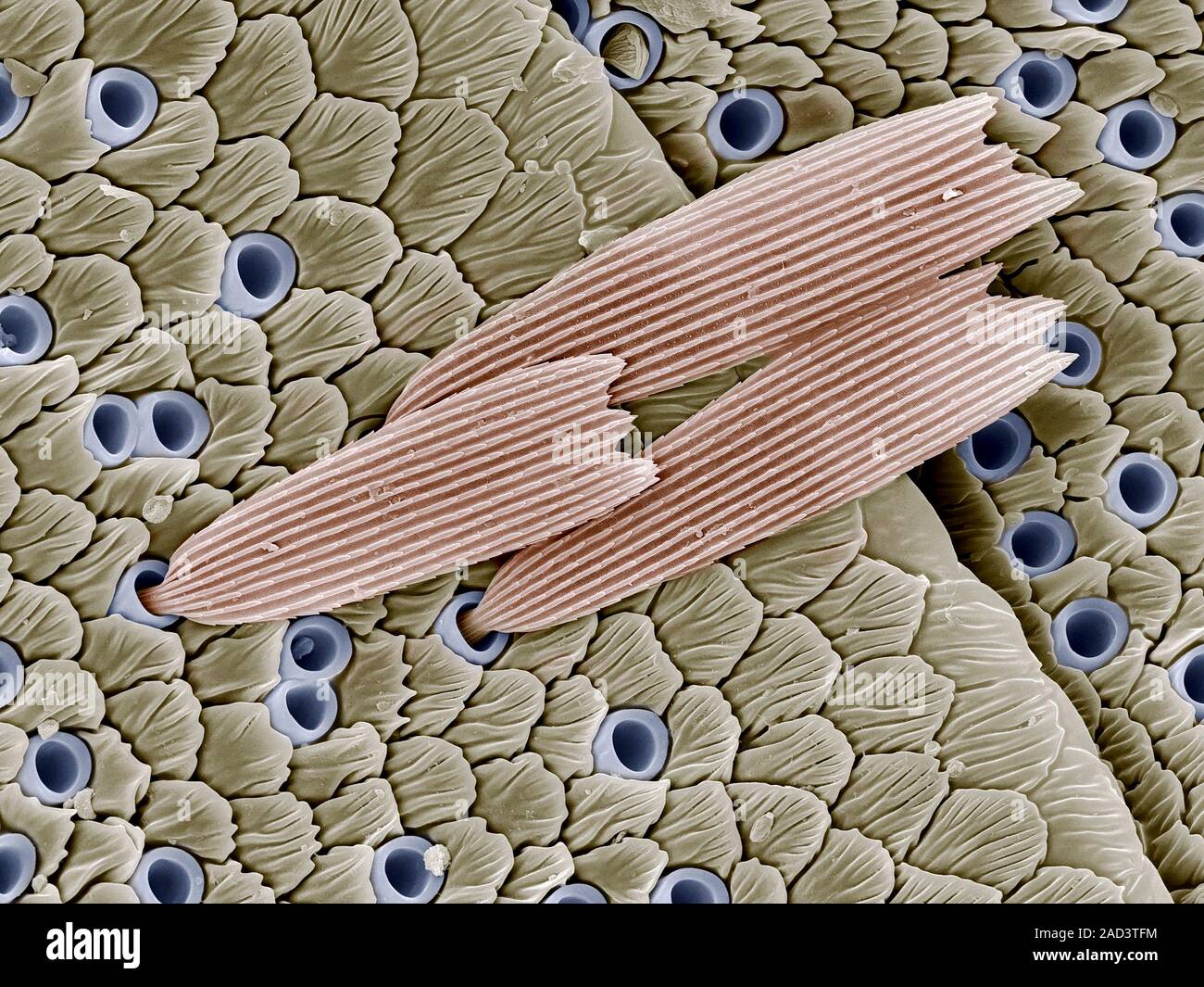 Butterfly antenna. Coloured scanning electron micrograph (SEM) of the