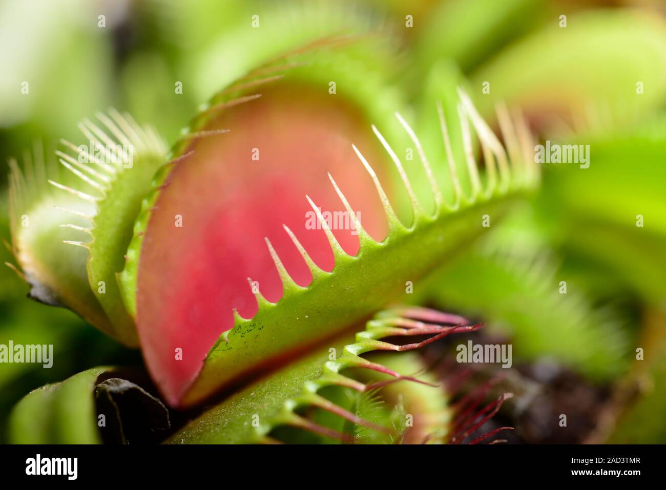 Venus flytrap (Dionaea muscipula). Venus flytraps are carnivorous