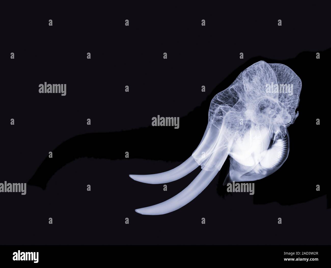 Discover The Secret Behind This Unusual Elephant Foot X Ray - r1amass