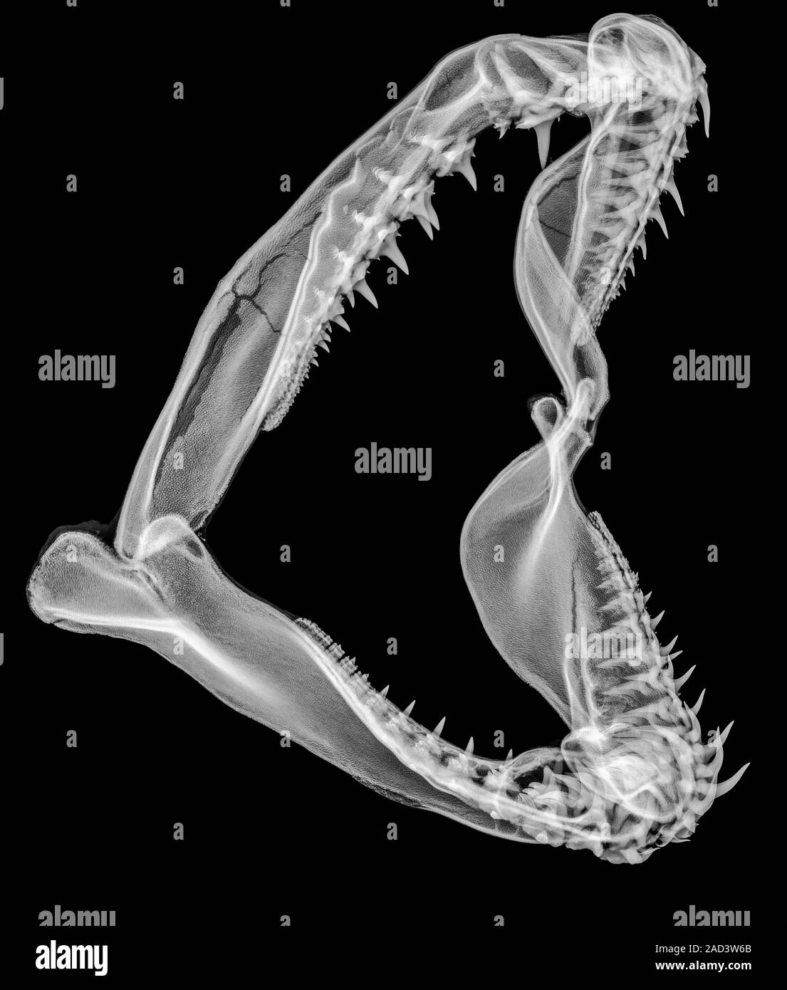 Shark jaw. X-ray of a jaw from a shark, showing the rows of sharp teeth