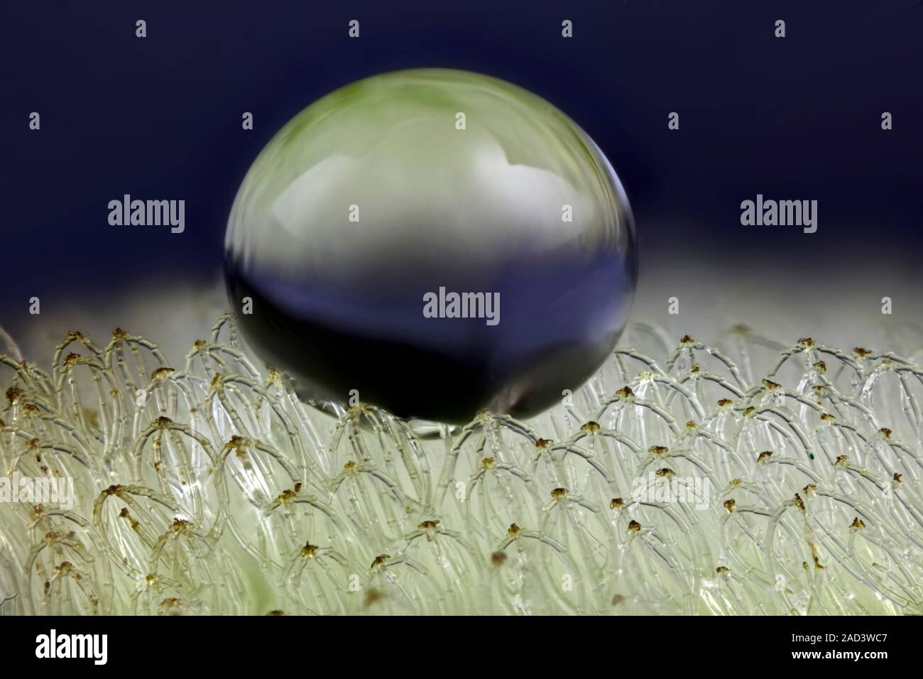 Macro photograph of a water droplet resting on trichomes (hairs) on the ...