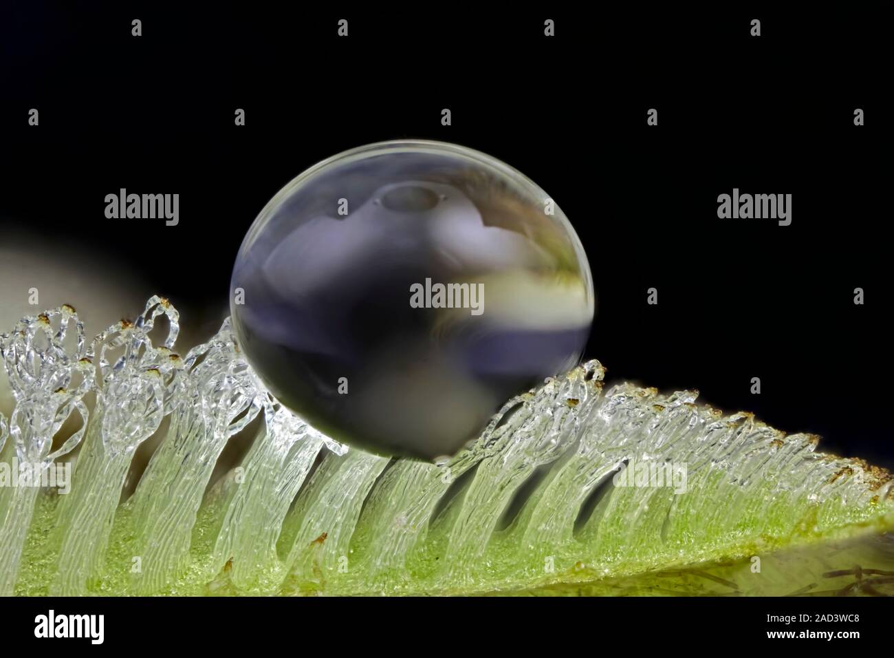 Macro photograph of a water droplet resting on trichomes (hairs) on the ...