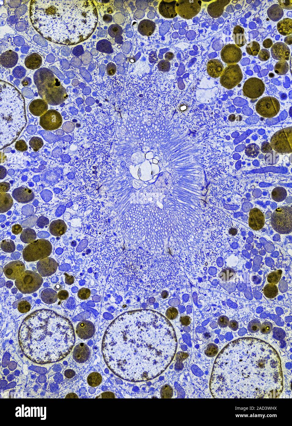 Kidney tissue. Coloured transmission electron micrograph (TEM) of a section through tissue from