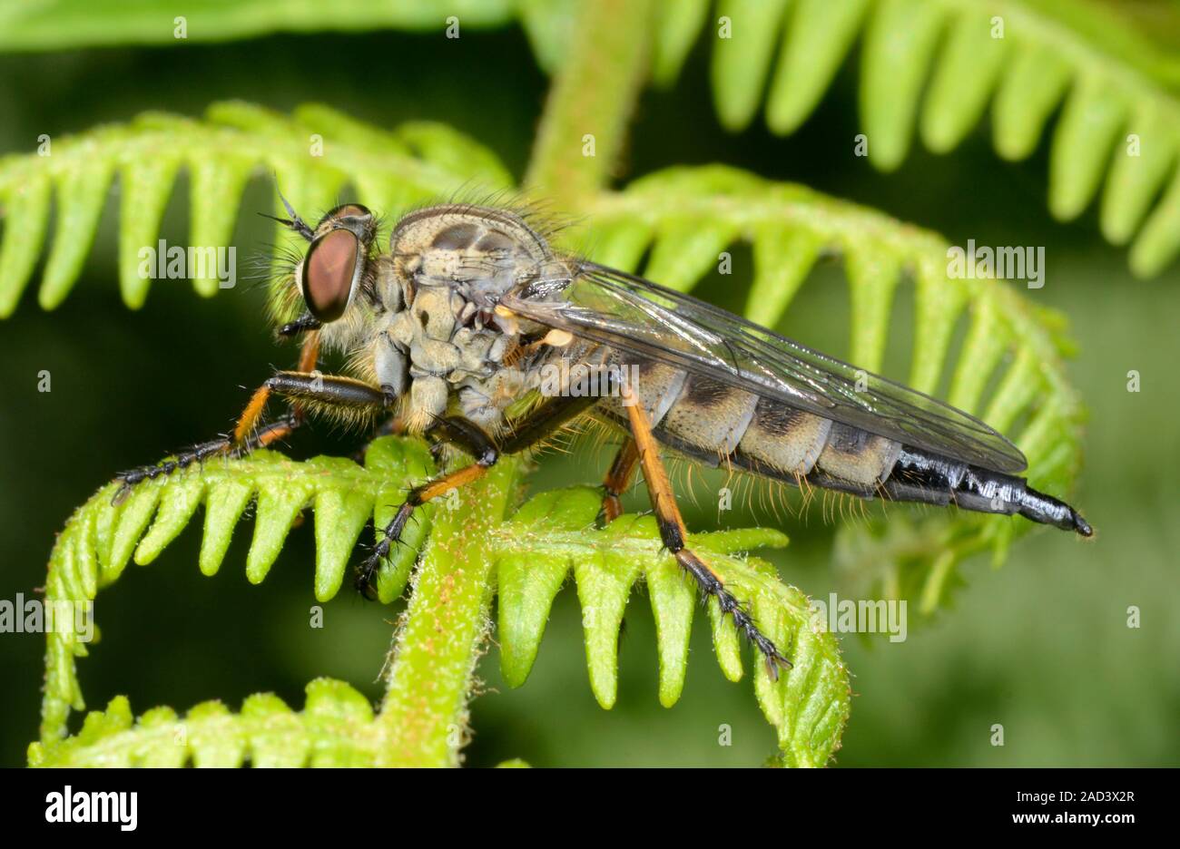 Closeup of a female common awl robberfly (Neoitamus cyanurus) resting