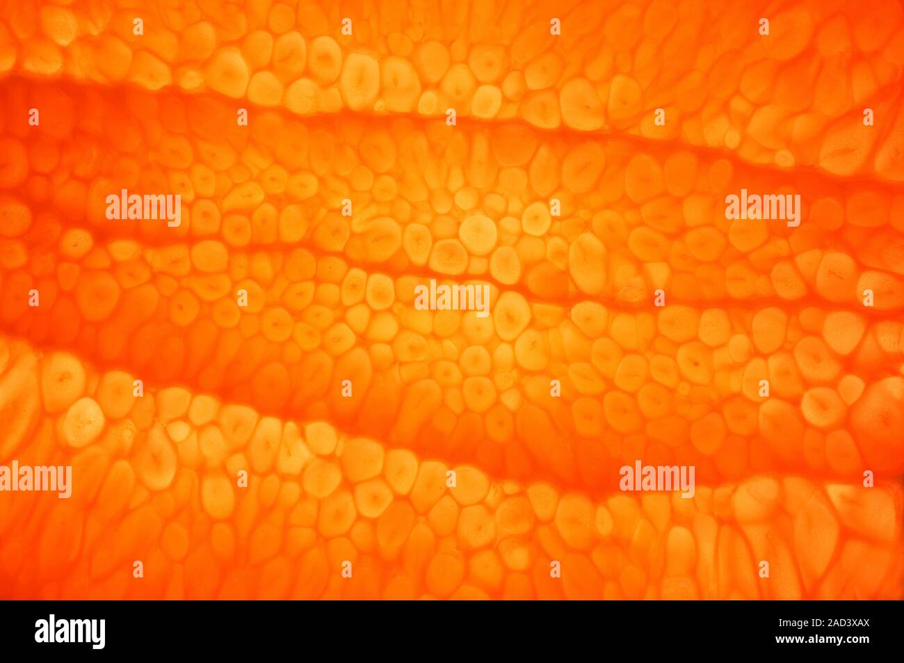 Orange pulp. Macrophotograph of the juice sacs in the pulp of an orange (Citrus sinensis). Stock Photo