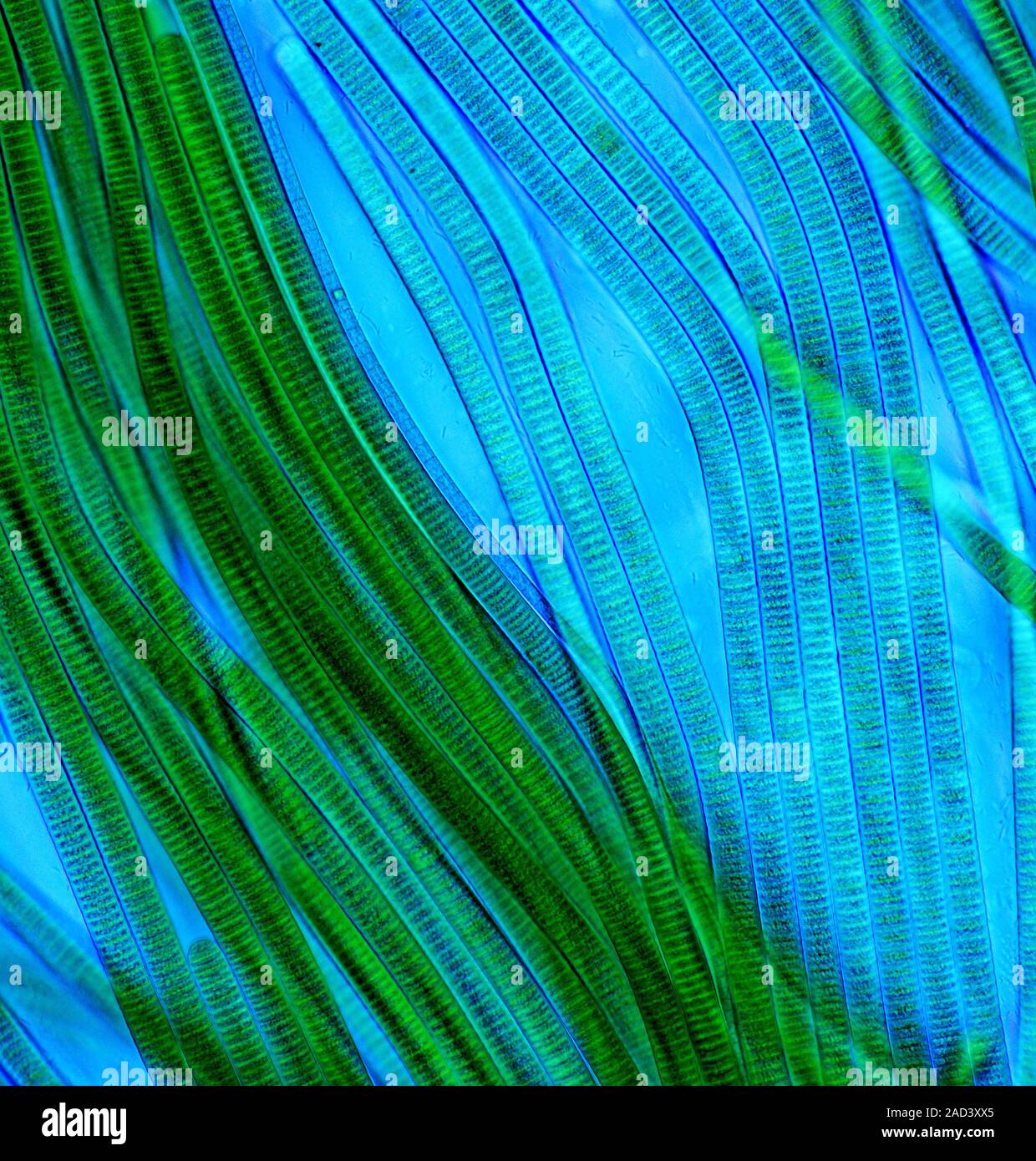 Oscillatoria cyanobacteria. Polarised light micrograph of filamentous