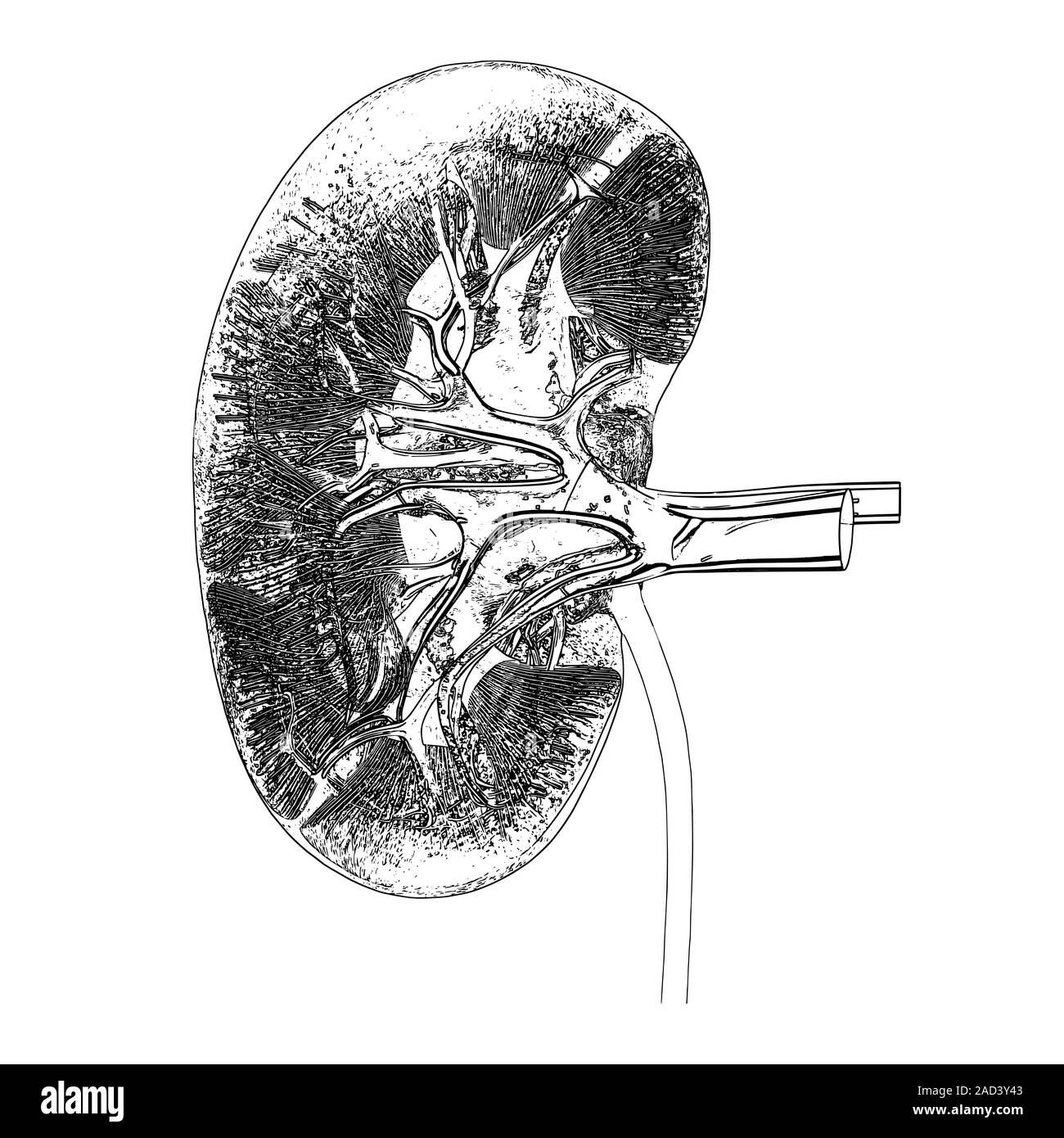 This image may not be used in educational posters Kidney anatomy