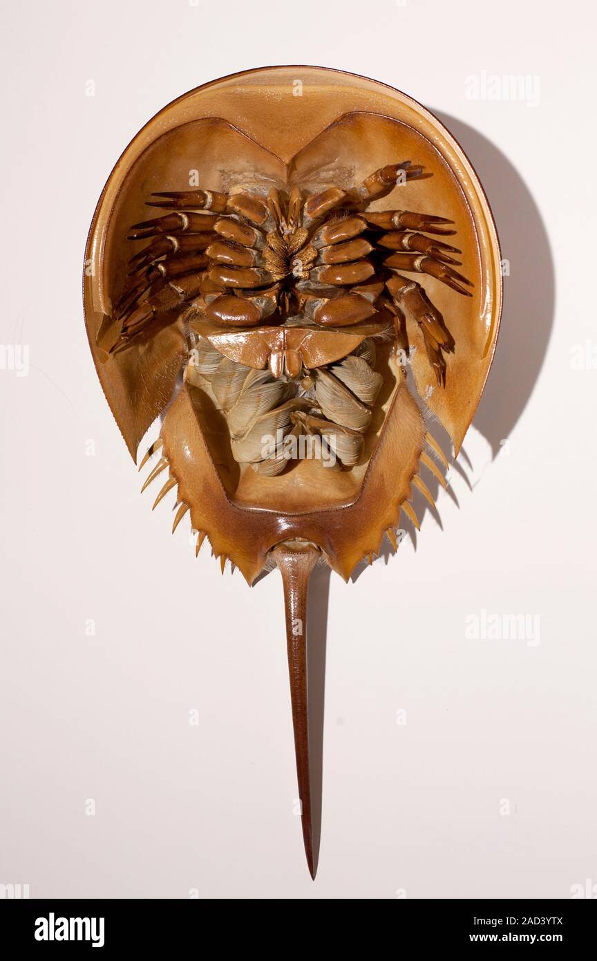 Horseshoe crab Limulus polyphemus clearly showing the strange ventral