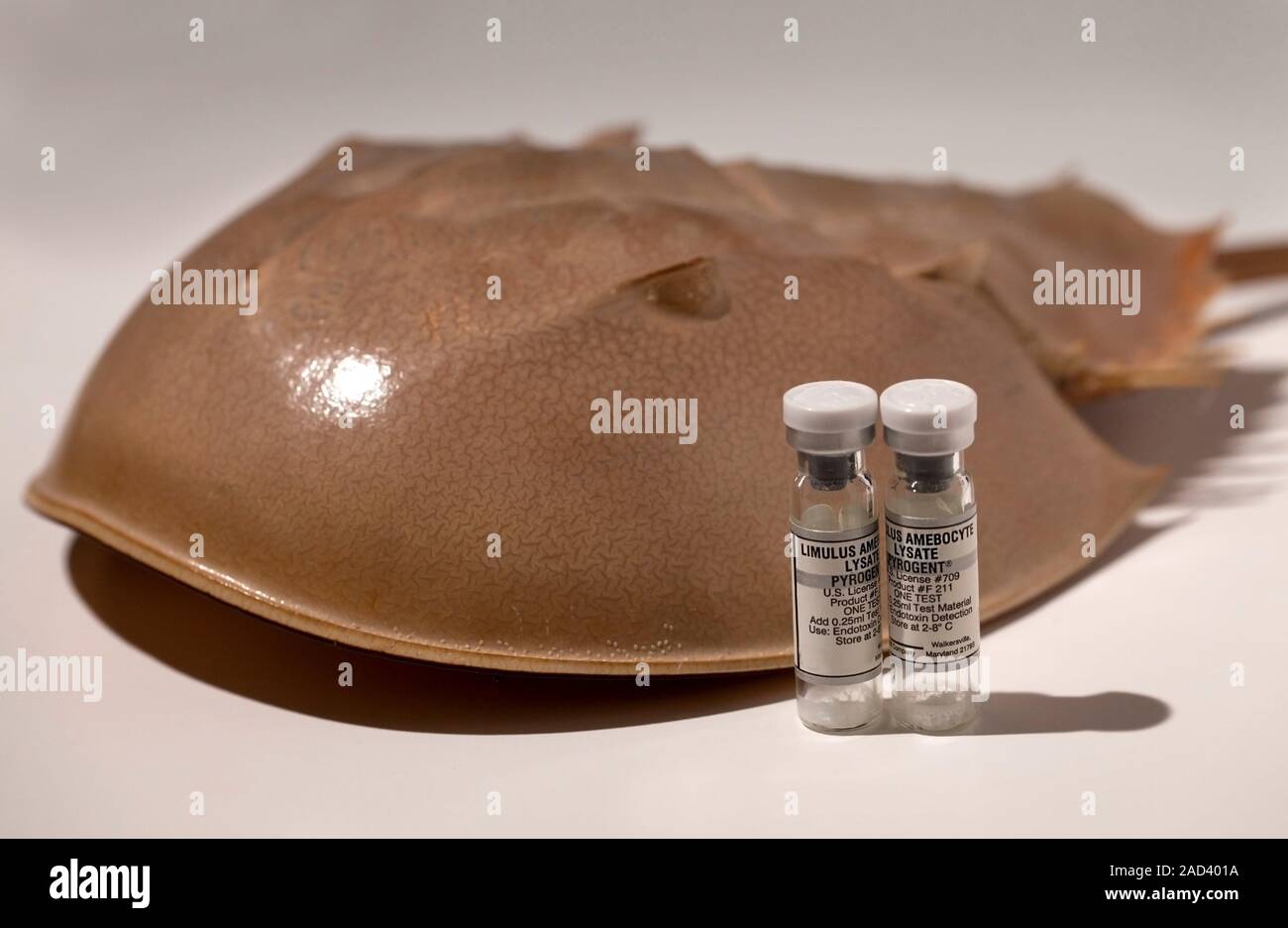 Horseshoe crab Limulus polyphemus clearly showing the strange ventral