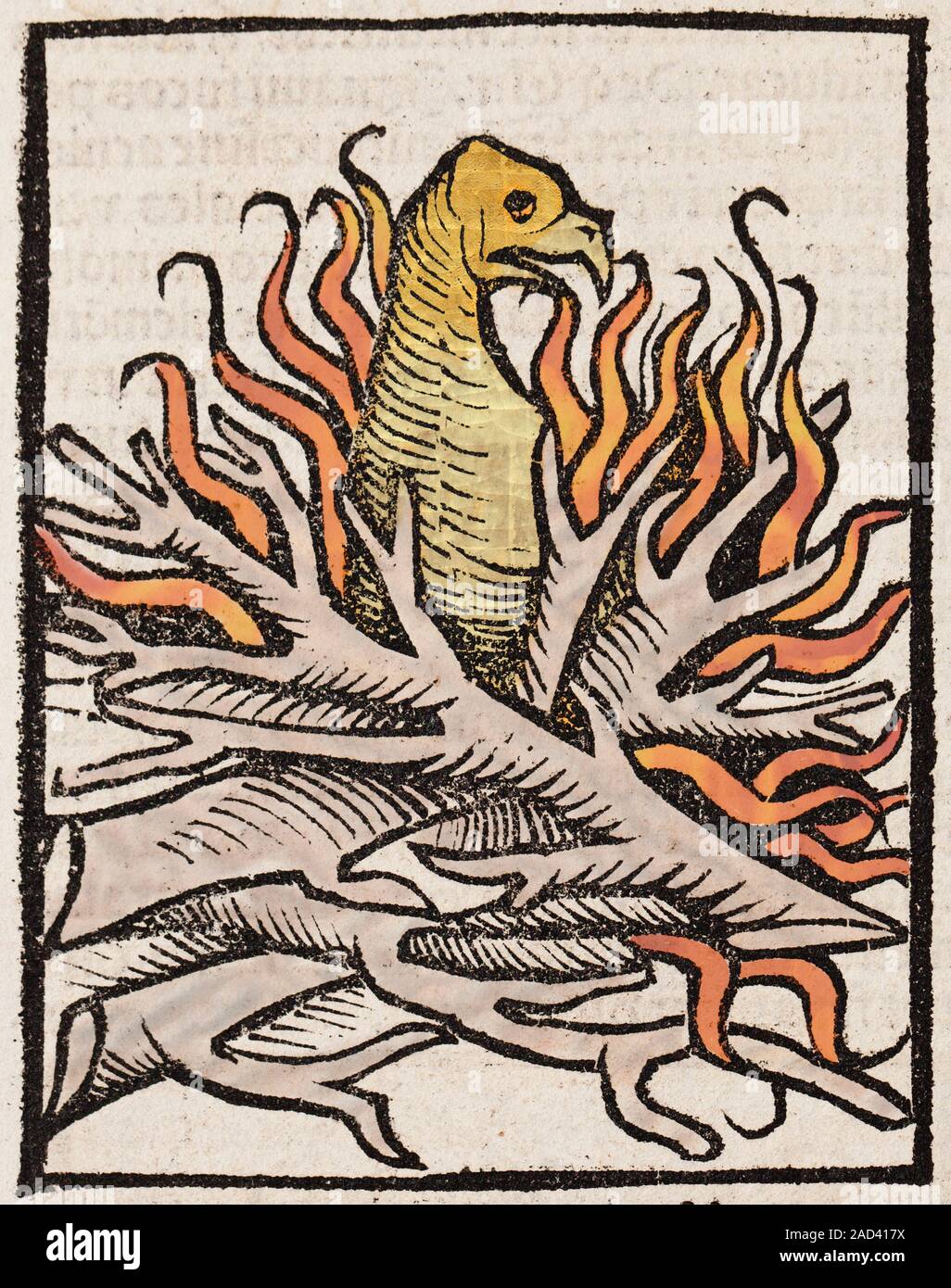 1491 Woodblock illustration of a Phoenix in her nest of fire, with