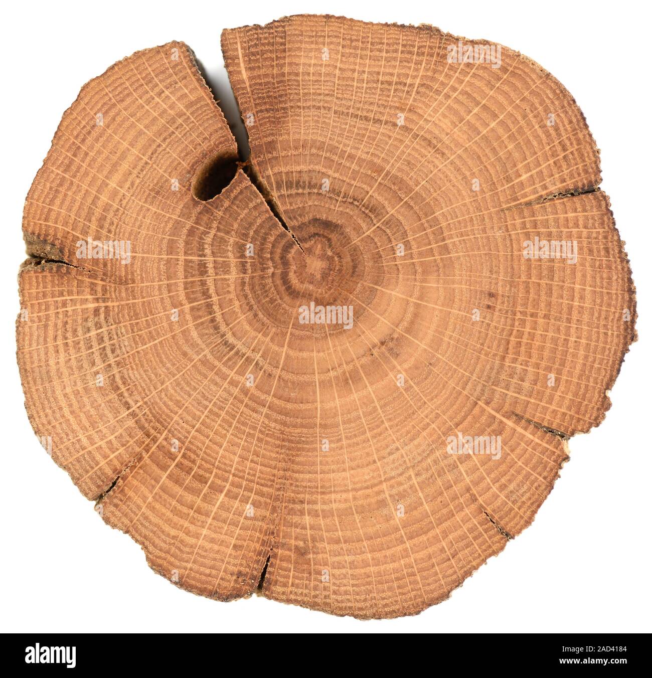 Oak wood slab. Irregular shaped textured surface with rings and cracks ...