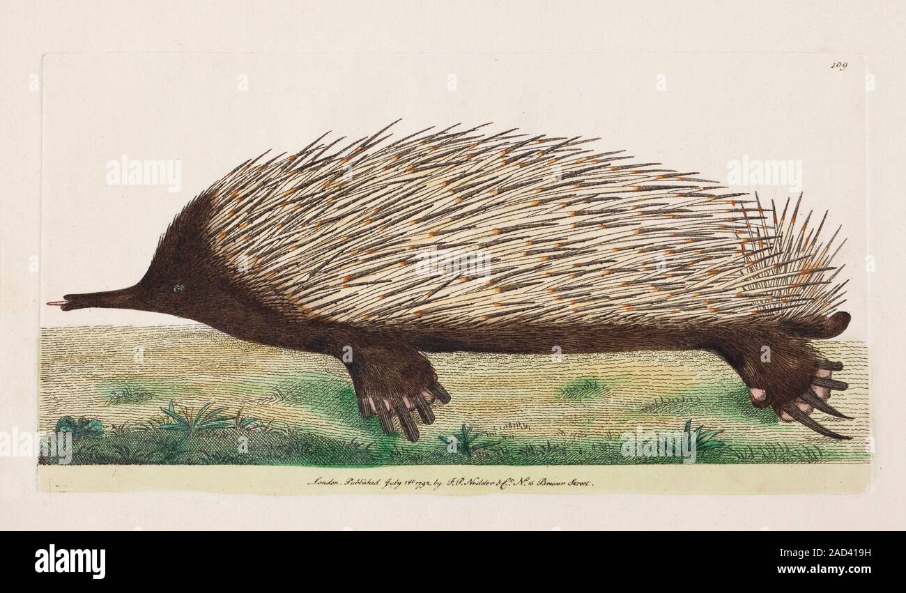 1792 First illustration of a newly discovered species lithographed by ...