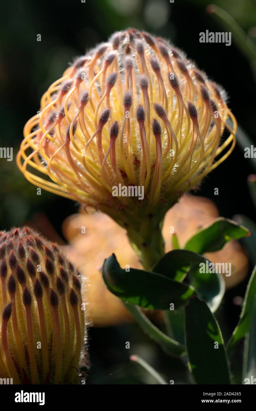 Orange flame pincushion protea (Leucospermum erubescens) in flower. Photographed in Cape Town