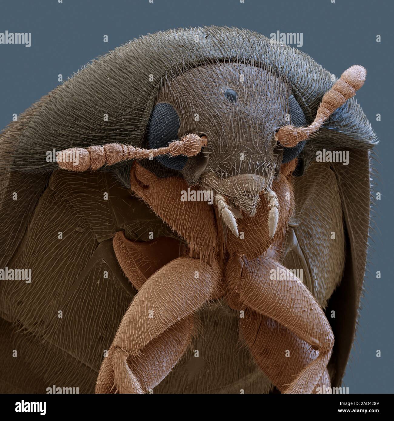 Brown carpet beetle (Attagenus smirnovi). Coloured scanning electron