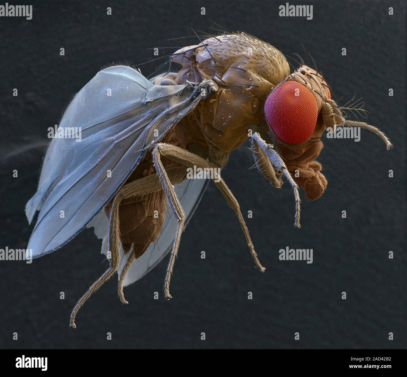 Fruit fly (Drosophila suzukii). Coloured scanning electron micrograph ...
