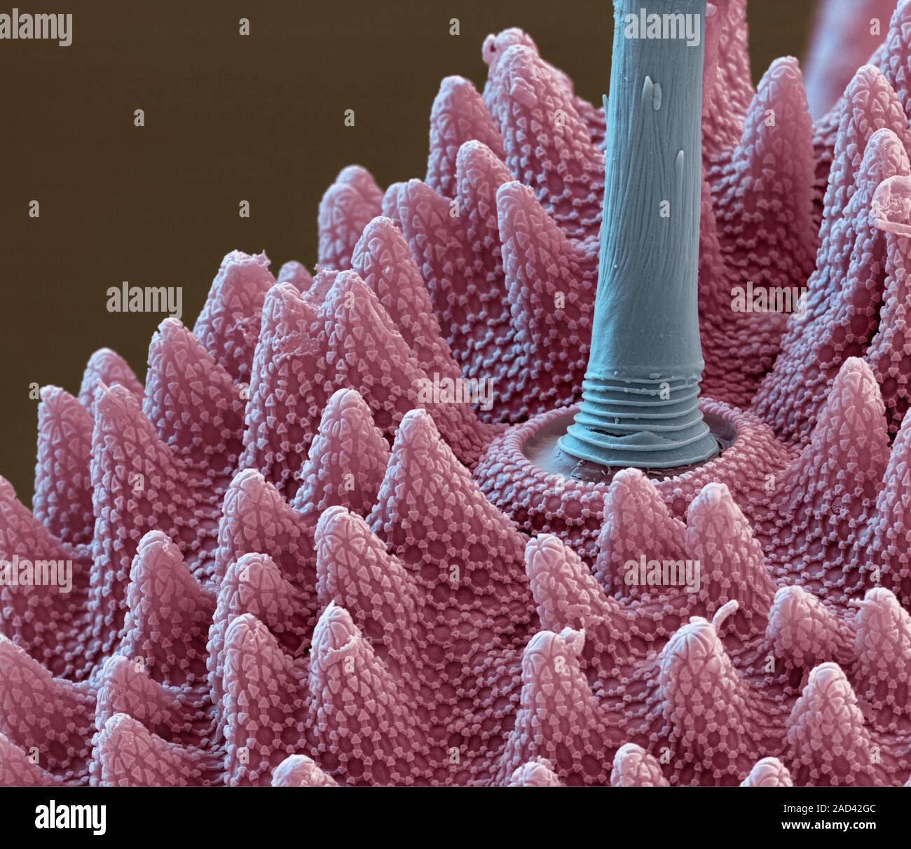 Springtail (Bilobella sp.) body hair. Coloured scanning electron ...