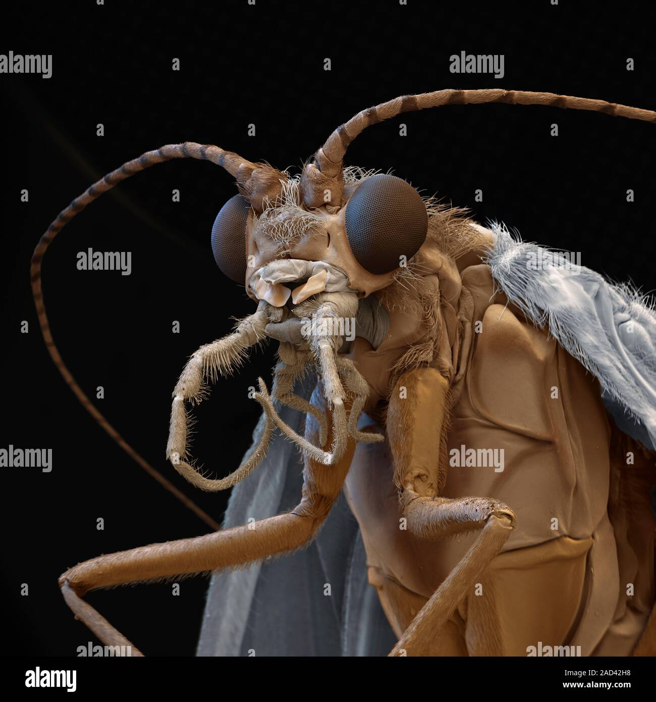 Caddisfly. Coloured scanning electron micrograph of a caddisfly (order