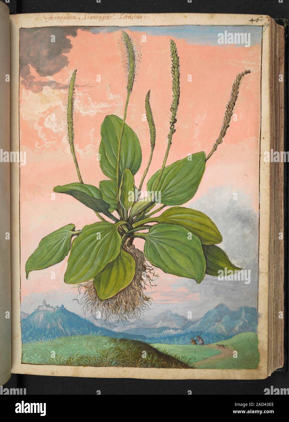 Plantain. 16th century Italian illustration of a broadleaf or greater