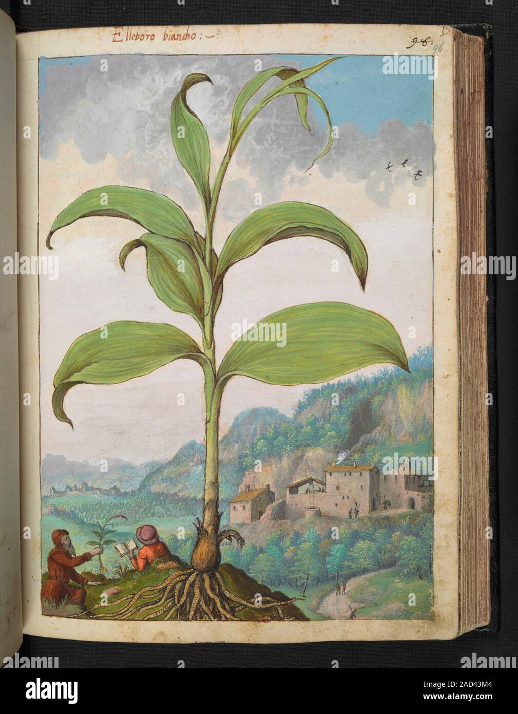 Medicinal plant. 16th century Italian illustration of a medicinal plant