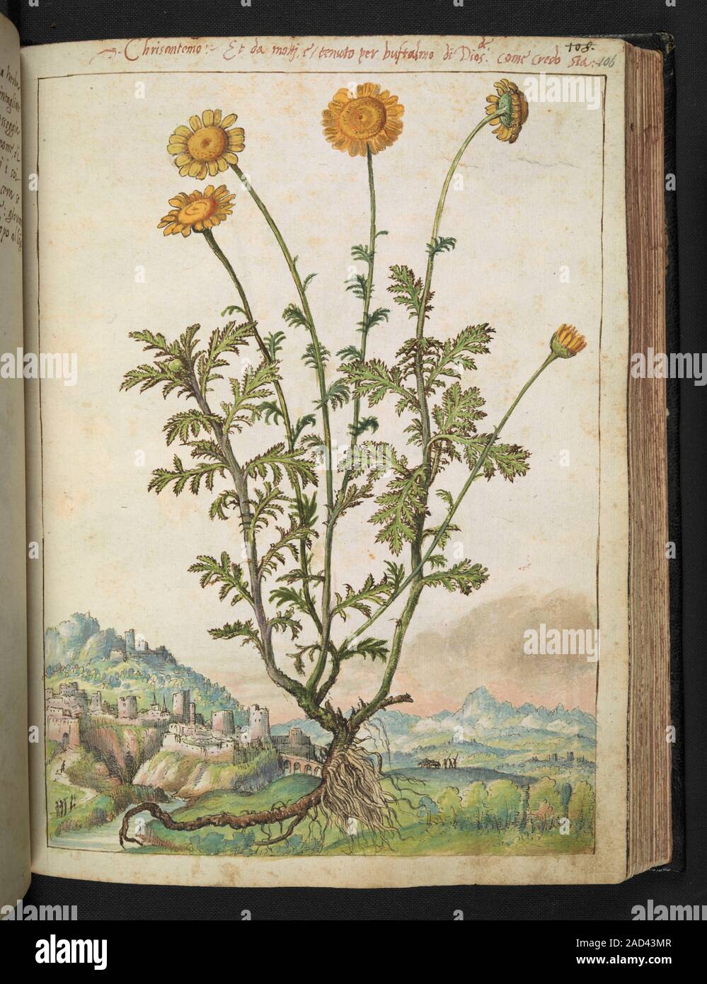 Chrysanthemum. 16th century Italian illustration of a chrysanthemum