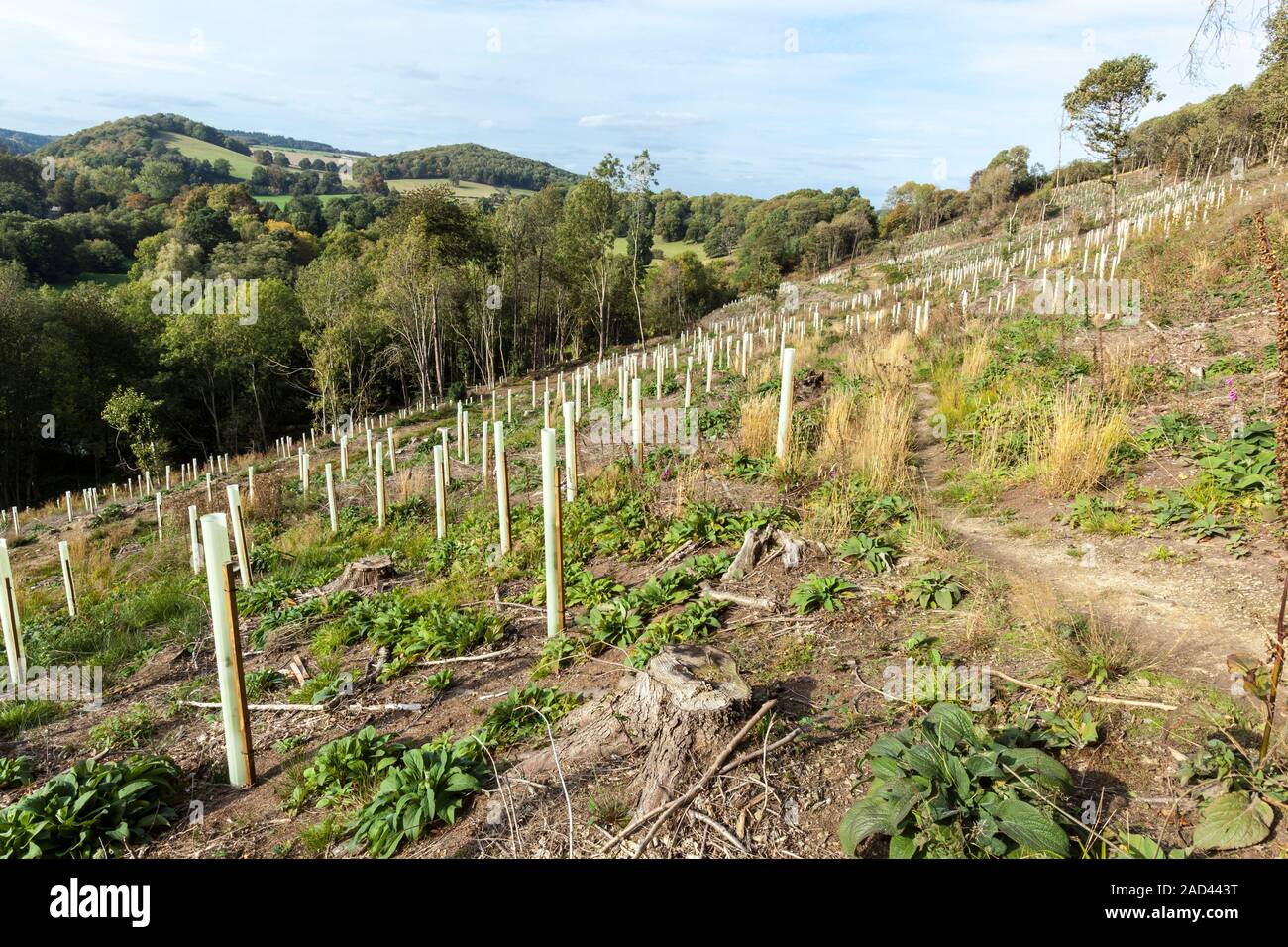 Replanting a broadleaf woodland. This area was clear-felled of a 1970s ...