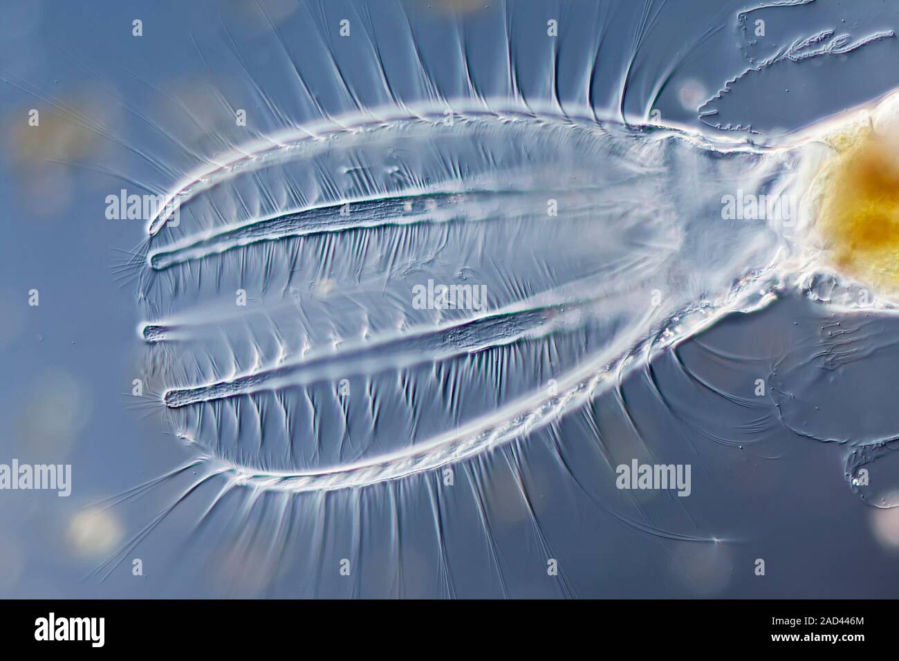 Light micrograph of Stephanoceros fimbriatus freshwater rotifer ...