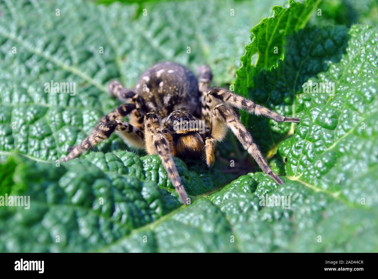 Lycosa (Lycosa singoriensis, wolf spiders) looking straight on green leaf Stock Photo