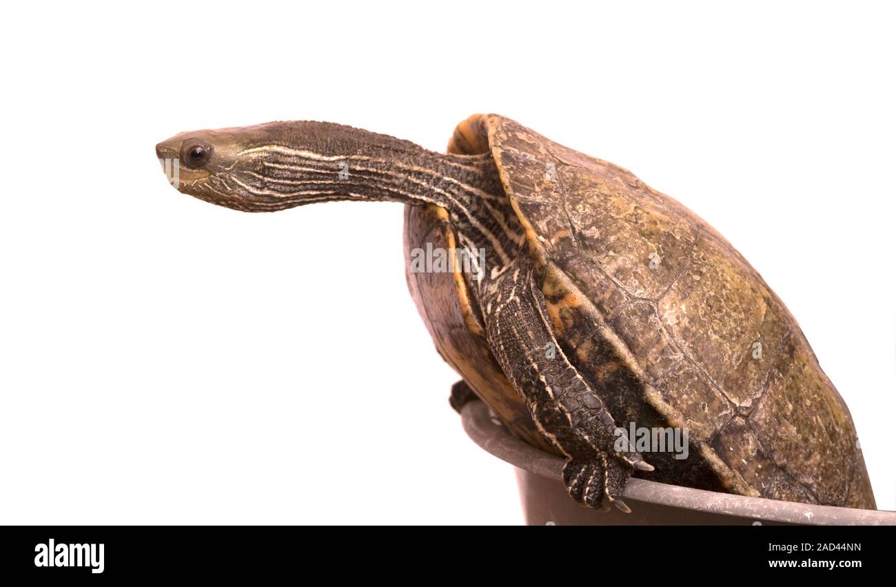 Caspian  turtle isolated on white background Stock Photo