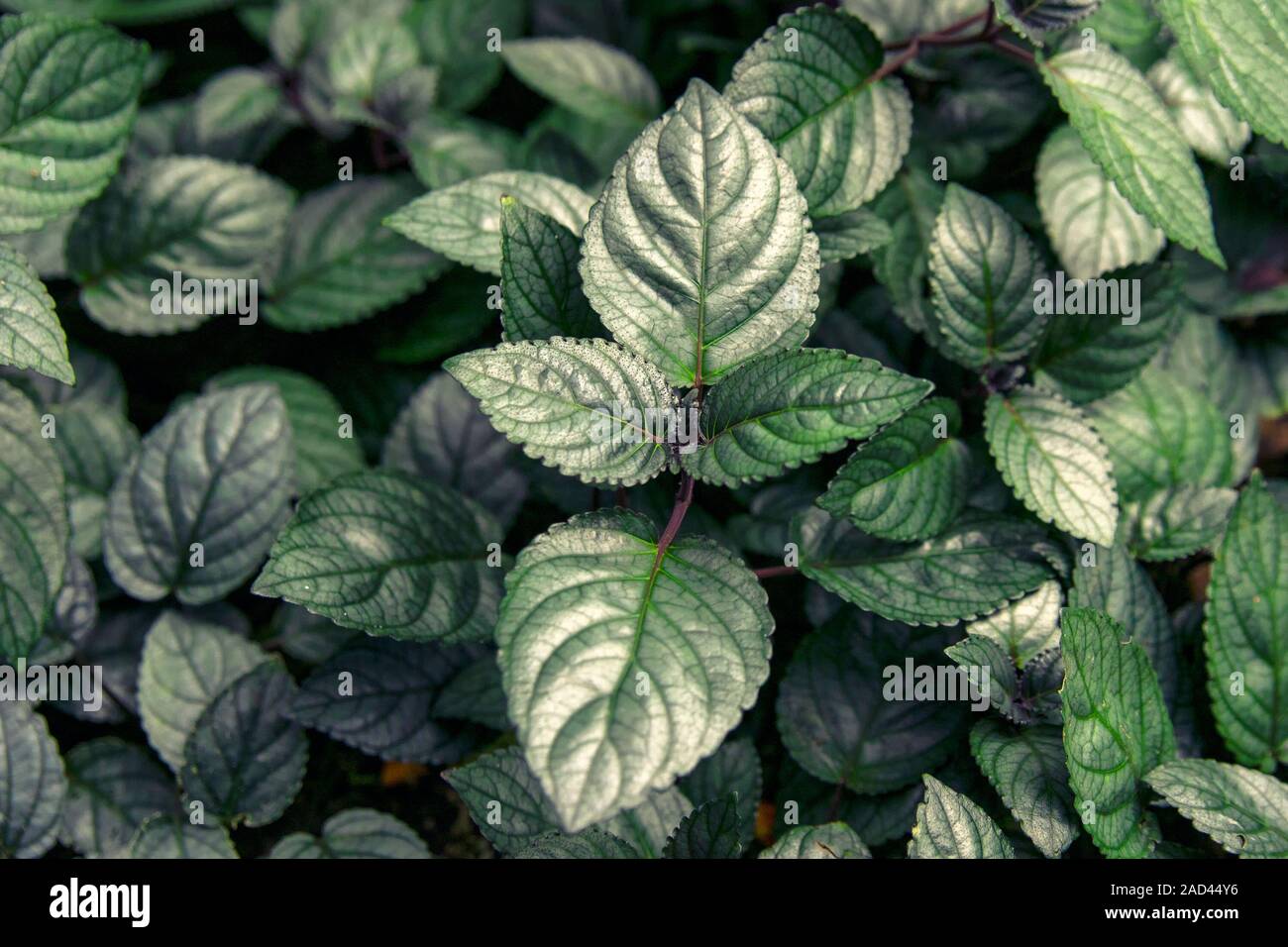 green Hemigraphis alternata plant in zoo Stock Photo