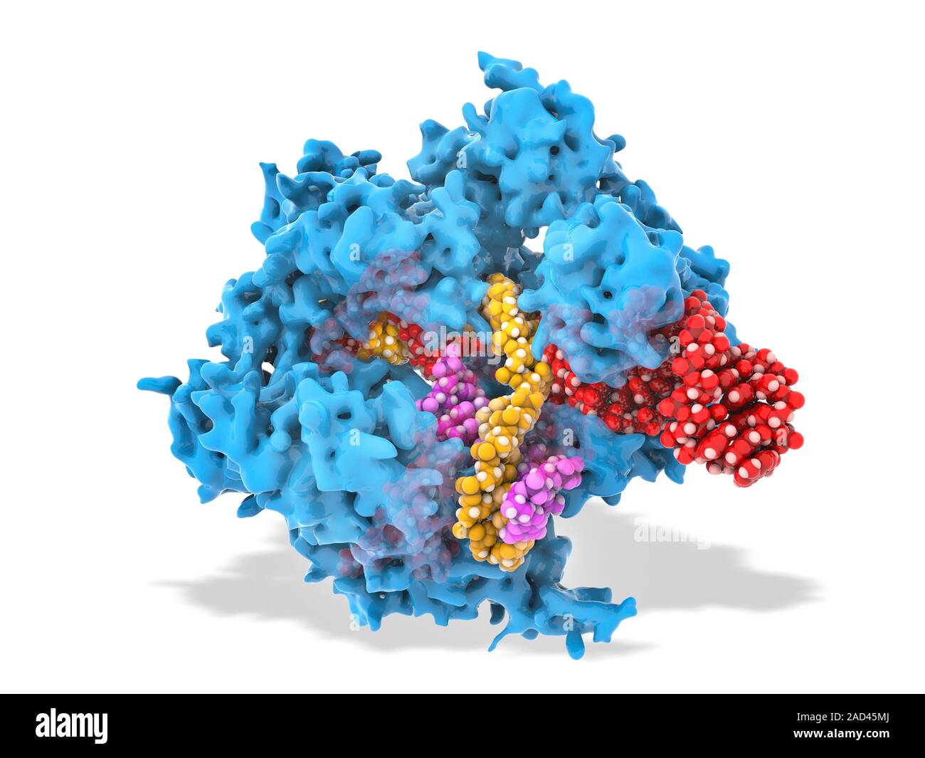 Crispr Cas9 Gene Editing Complex Illustration Of The Molecular Structure Of The Crispr Cas9 4556