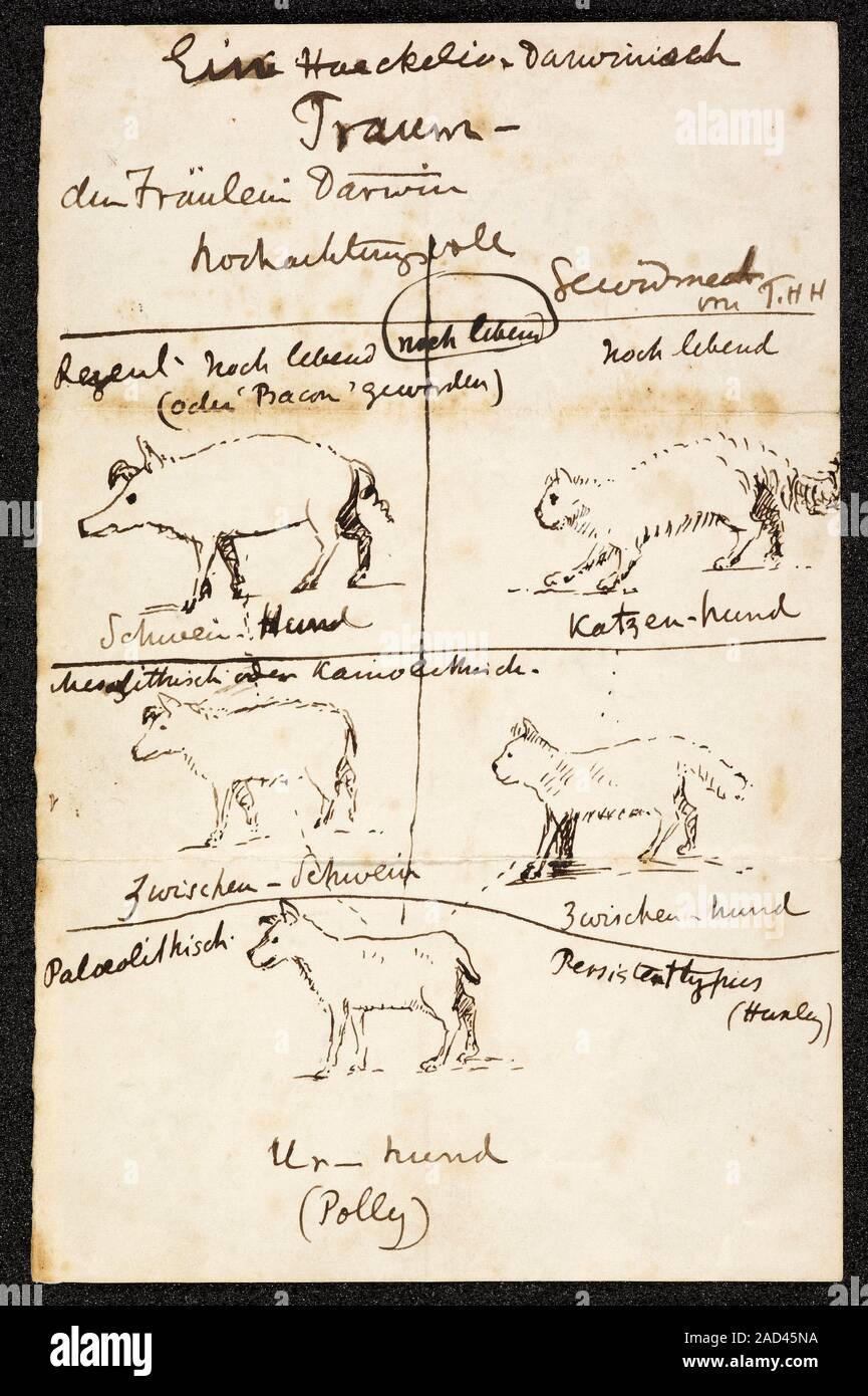 Huxley on Charles Darwin's dog. Humorous notes on the ancestry and
