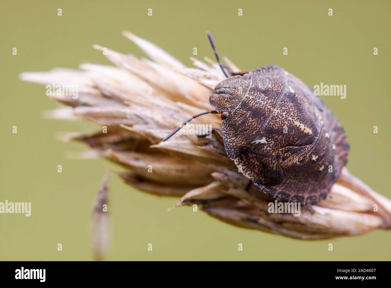 Вредная черепашка превращение. Клоп вредная черепашка личинка. Вредная черепашка превращение. Элия остроголовая aelia acuminata. Клоп щитник черепашка.
