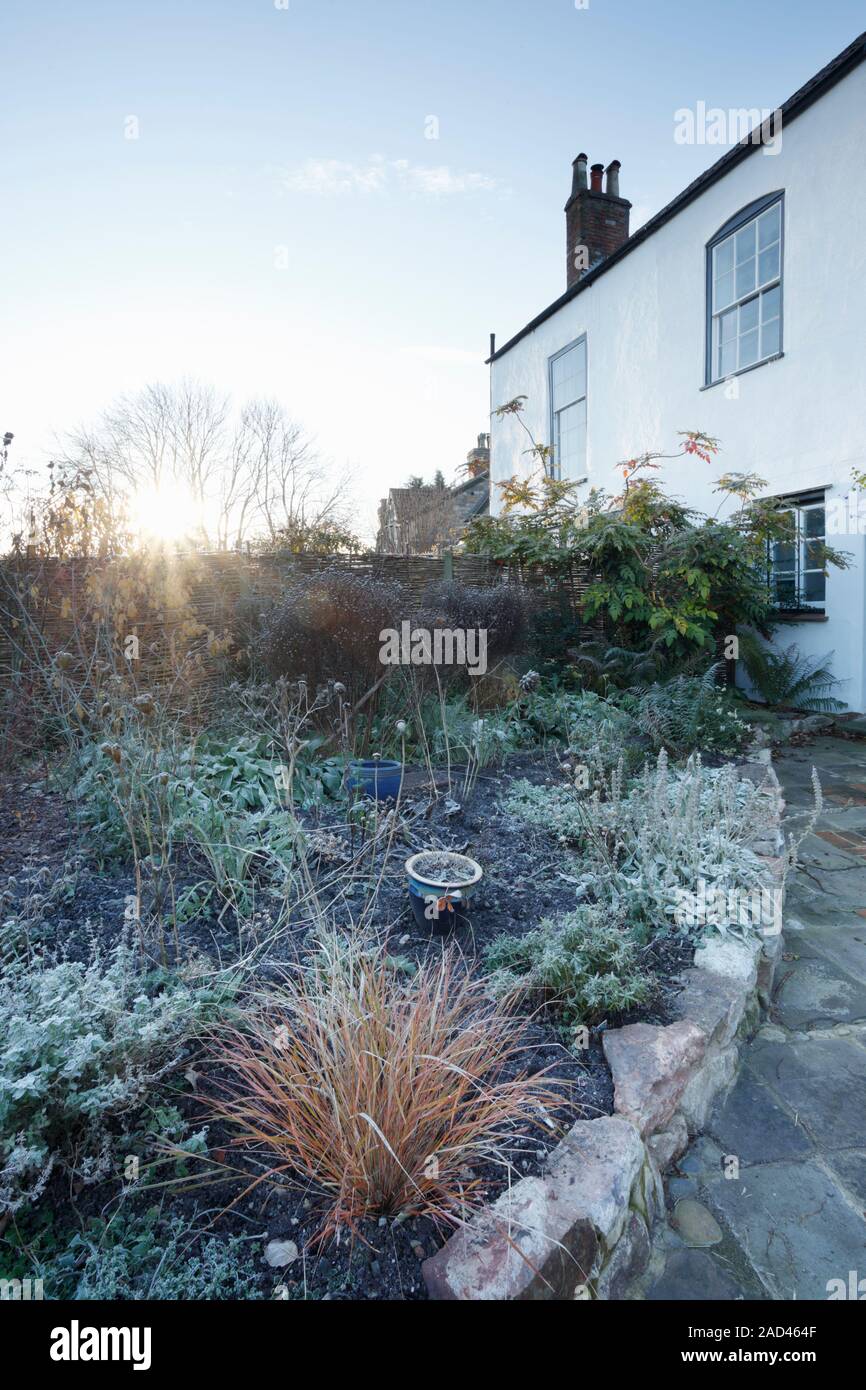 Herbaceous border in garden of a listed period house with modern extension, on a frosty winter morning. Bristol. UK. Ornamental grass in foreground is Stock Photo