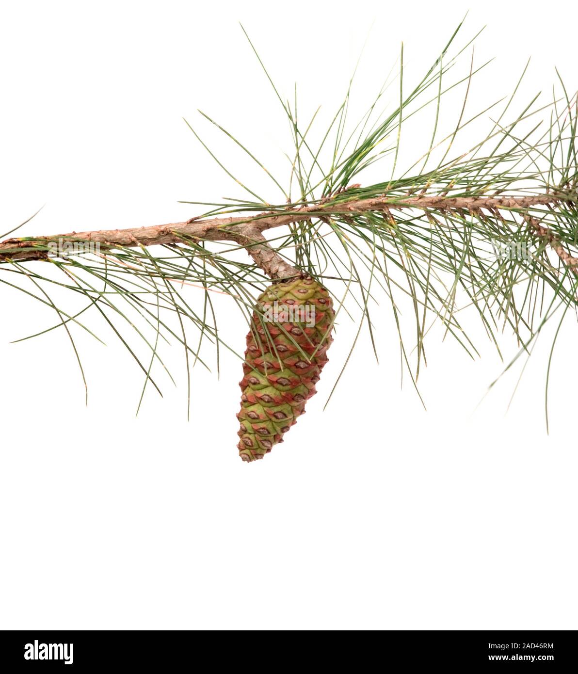 Pine branch with cone isolated on white background Stock Photo - Alamy