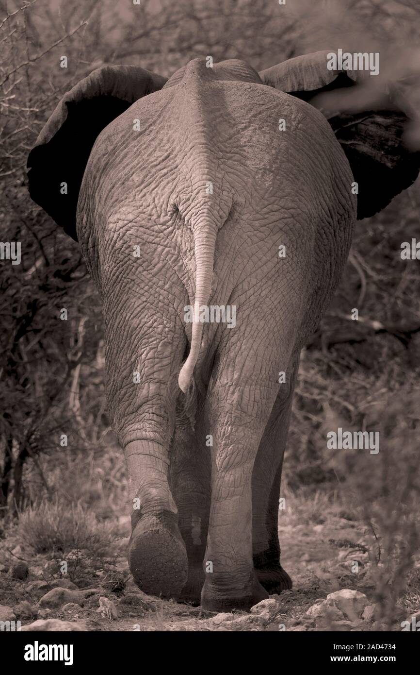 African elephant (Loxodonta africana), rear view. The African elephant ...