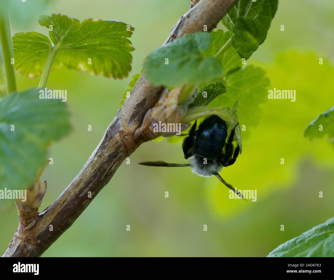 ashy mining bee Stock Photo