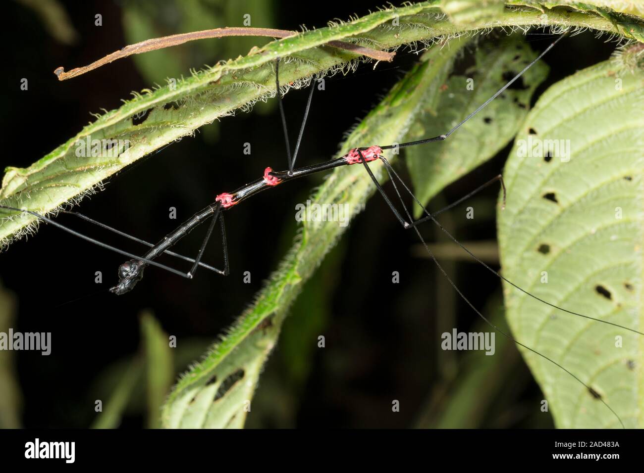 Stick insect (Oreophoetes peruana) with red aposematic or warning colouration, indicating this species is distasteful or poisonous to predators. Photo Stock Photo