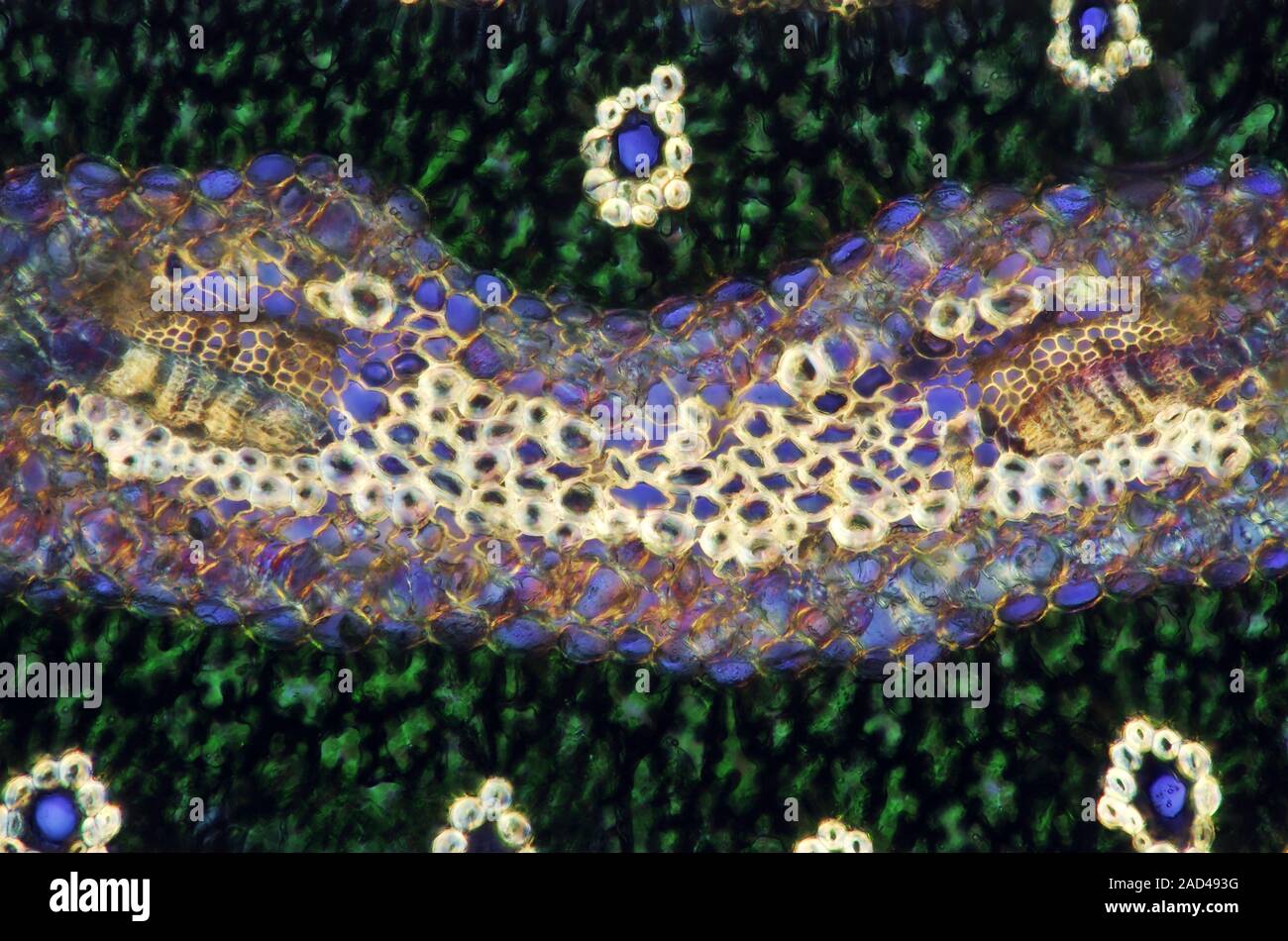 Pine needle. Polarised light micrograph of a transverse section through ...