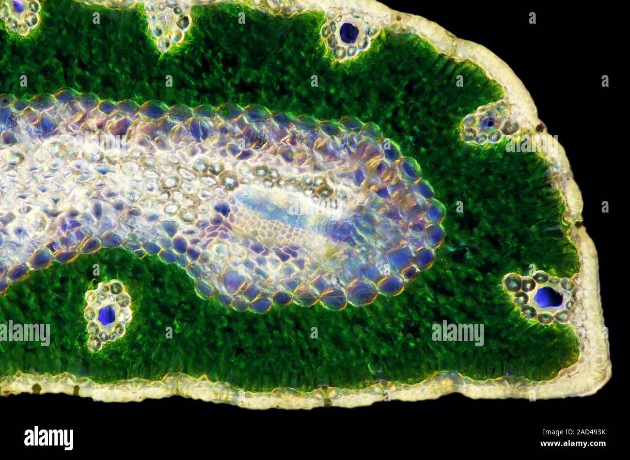 Pine needle. Polarised light micrograph of a transverse section through ...