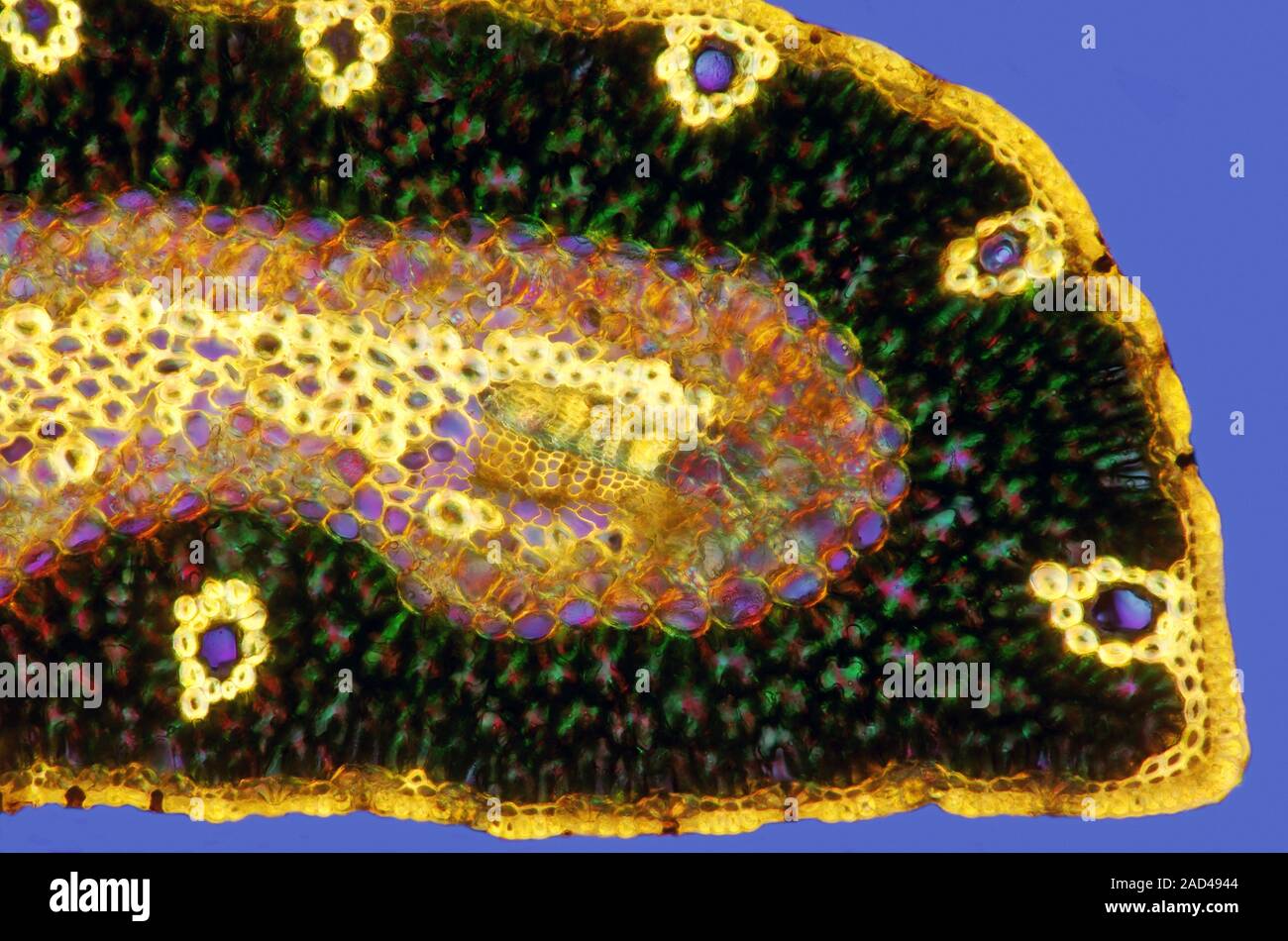 Pine needle. Polarised light micrograph of a transverse section through ...