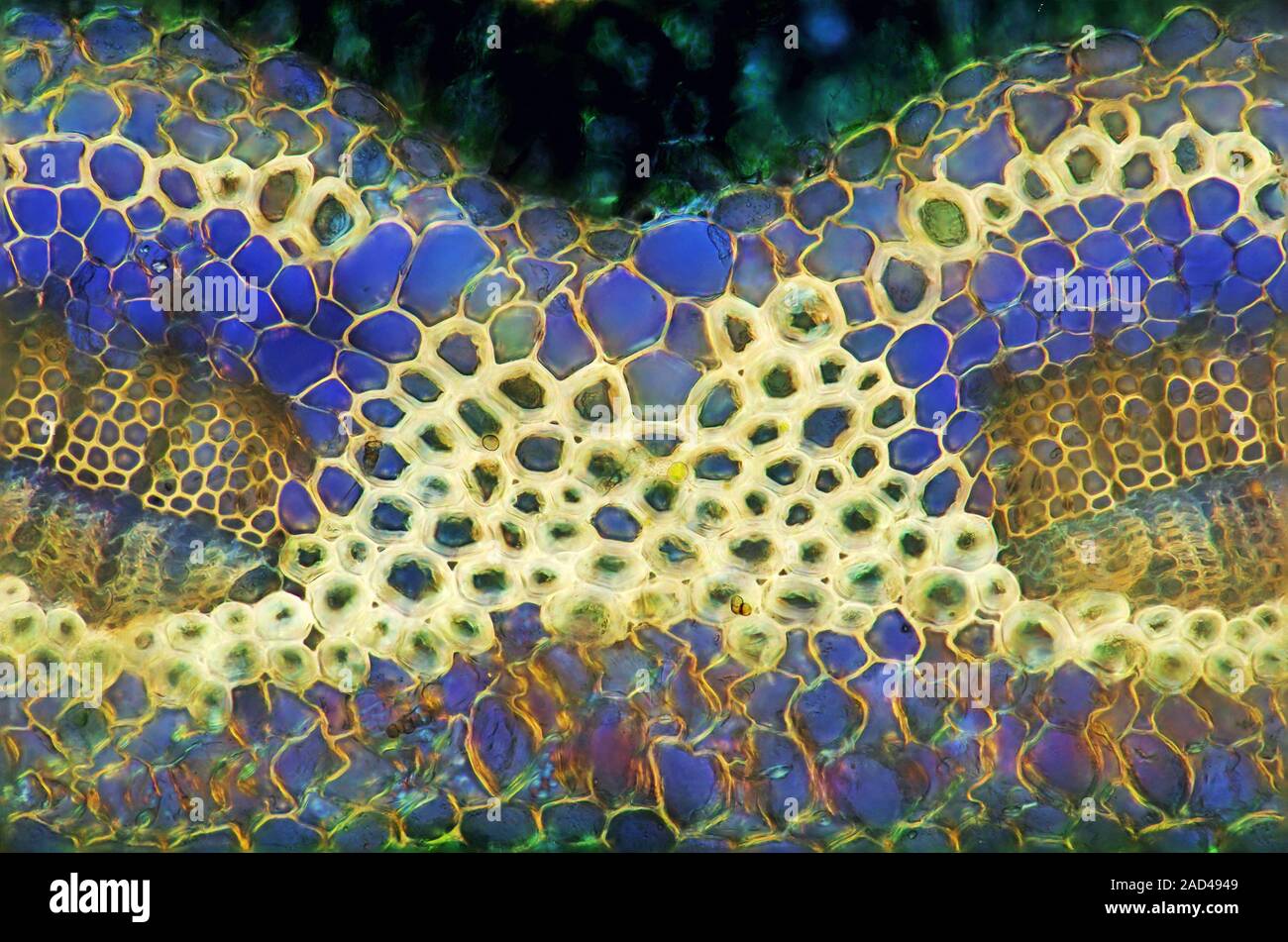 Pine needle. Polarised light micrograph of a transverse section through ...