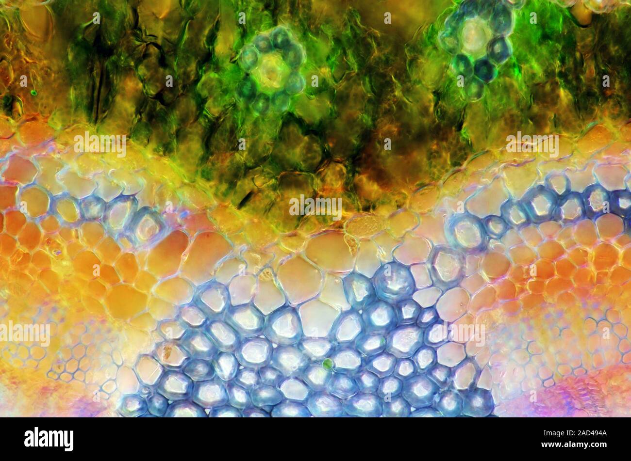 Pine needle. Darkfield illuminated polarised light micrograph of a ...