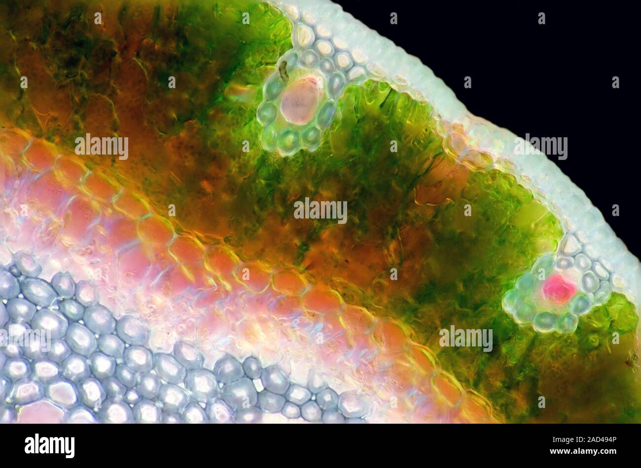 Pine needle. Darkfield illuminated polarised light micrograph of a ...
