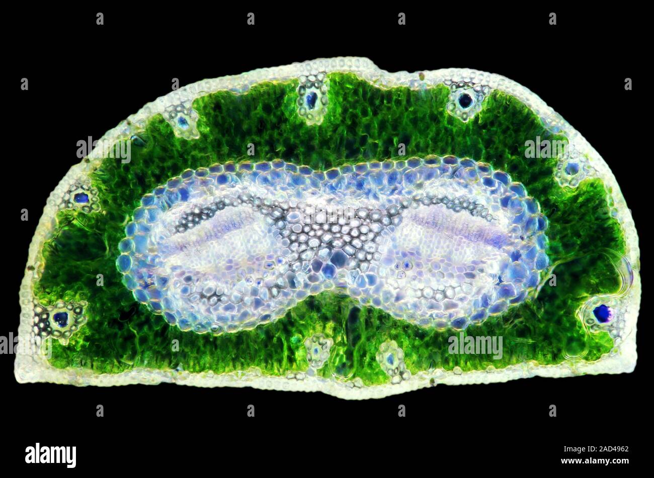 Pine needle. Darkfield illuminated polarised light micrograph of a ...