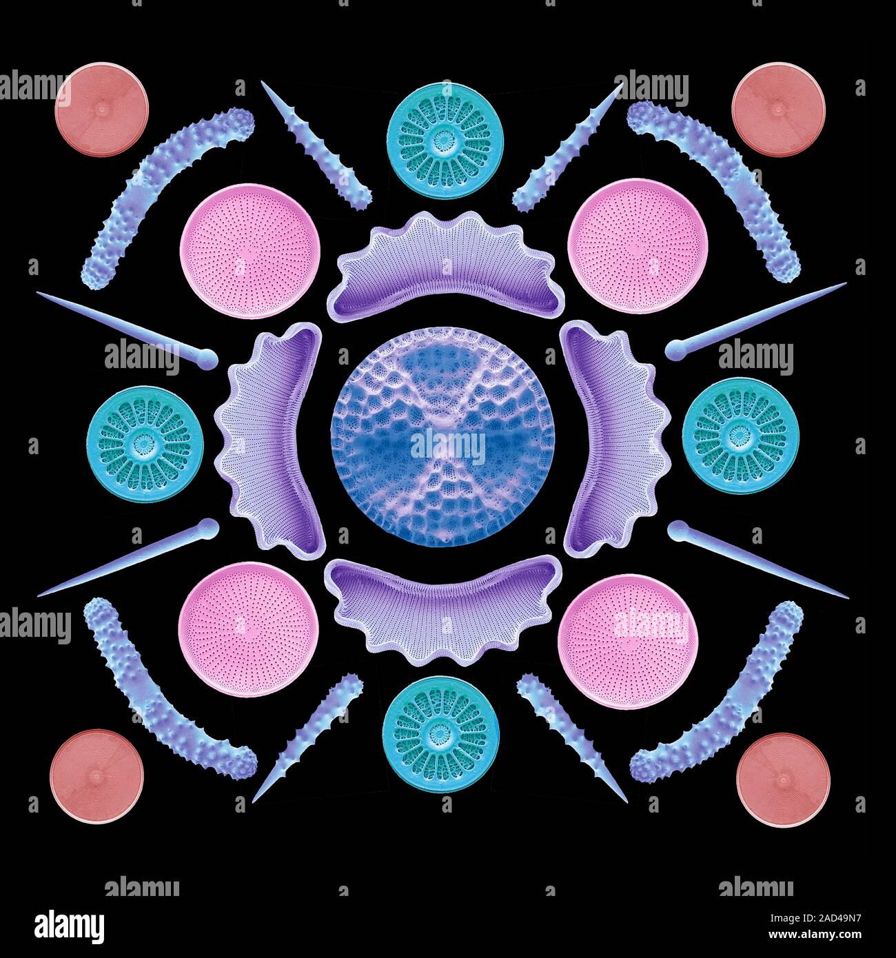 Diatoms and sponge spicules. Coloured scanning electron micrograph (SEM ...