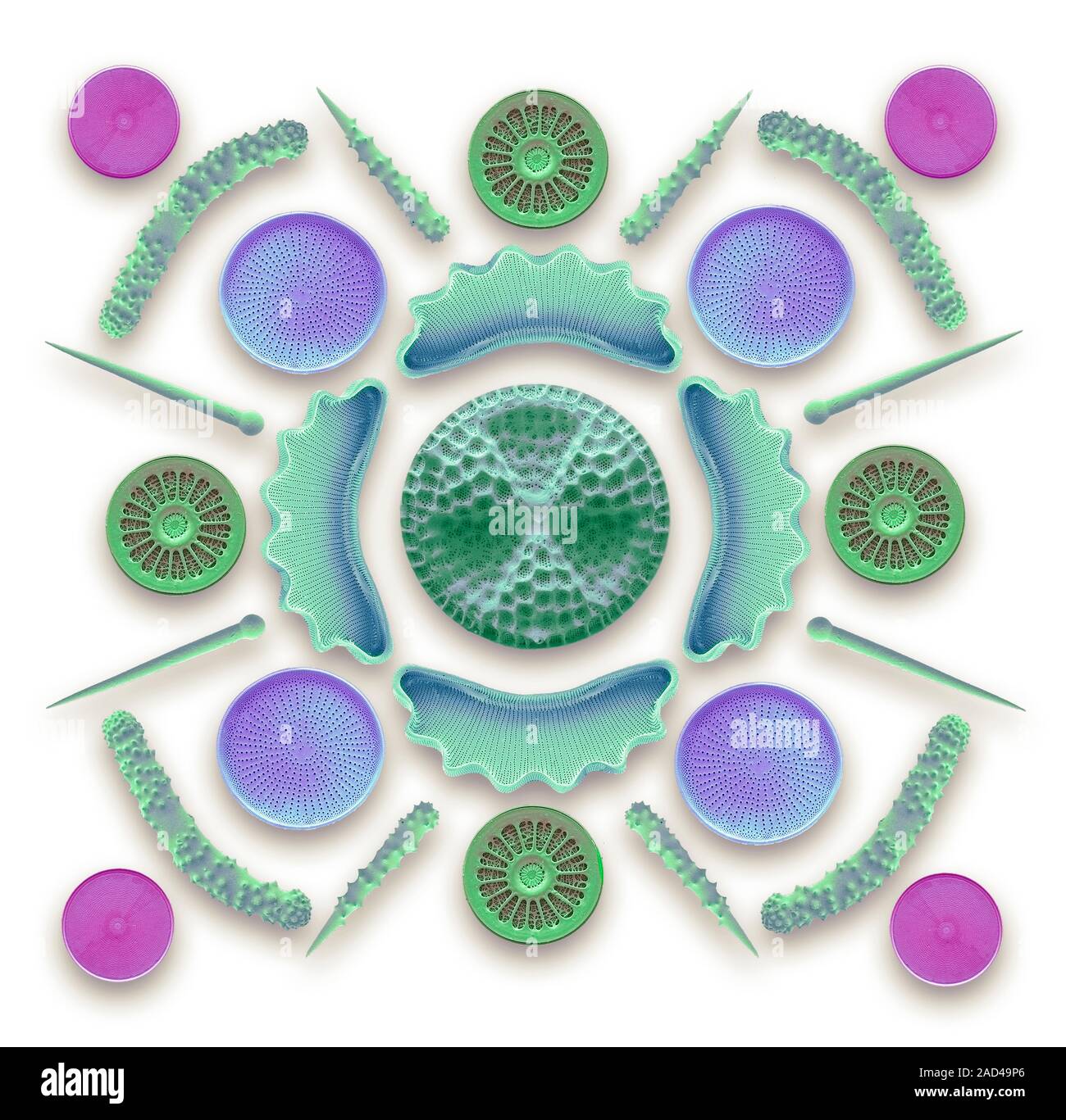 Diatoms and sponge spicules. Coloured scanning electron micrograph (SEM ...