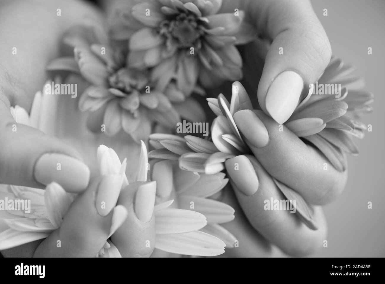 woman hands with manicure holding flower Stock Photo