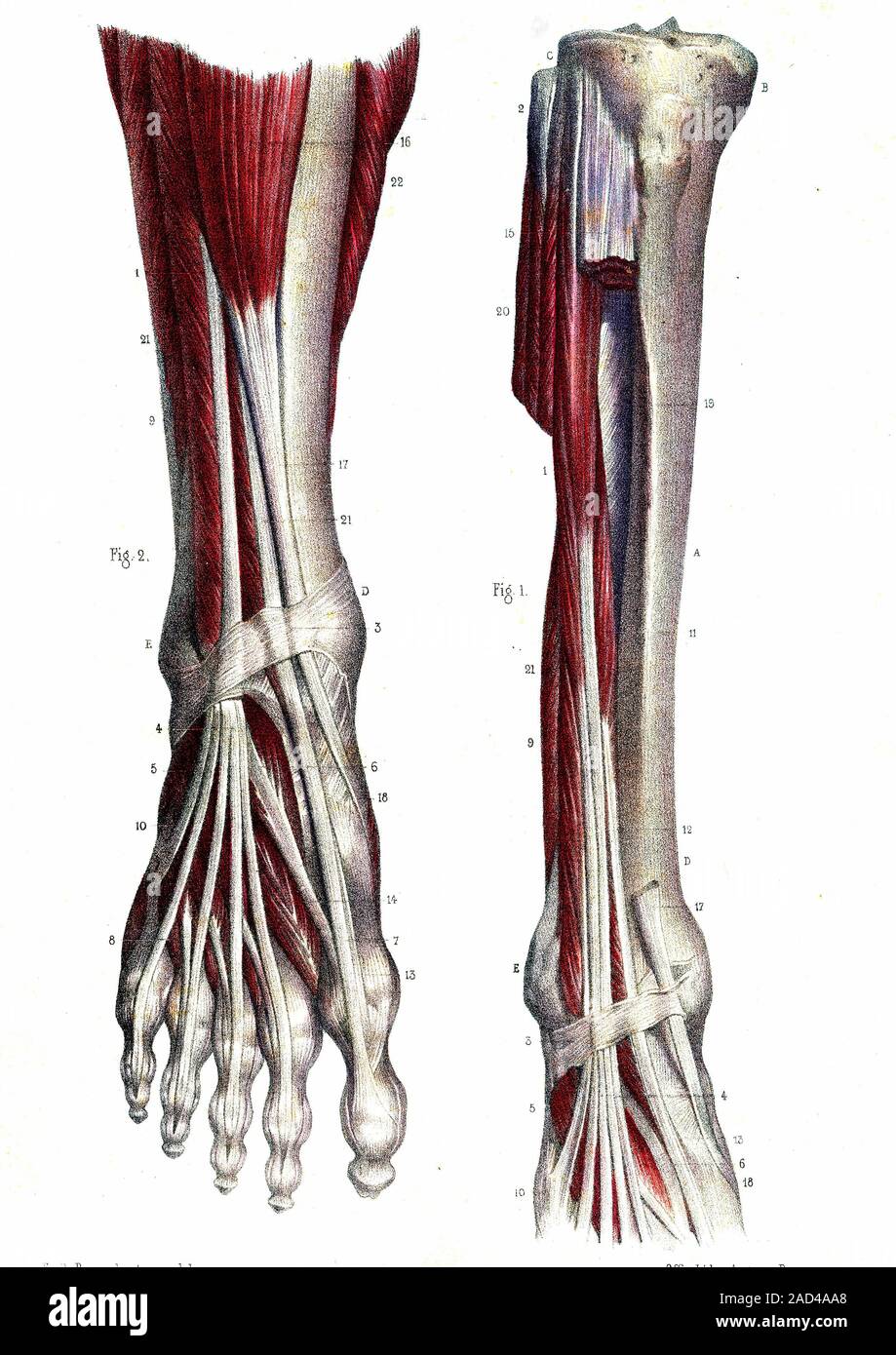 Leg and foot muscles. 1866 anatomical illustration showing the muscles