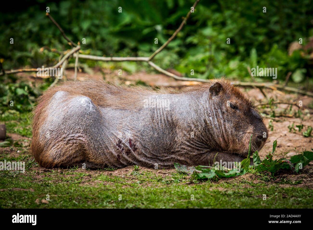 Capybara (Hydrochoerus hydrochaeris) with skin condition. The capybara ...